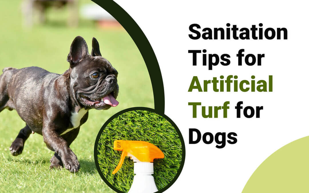How to Sanitize Turf for Dogs in Palm Beach, FL